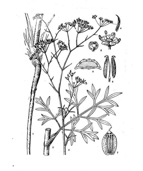 Natural compounds from  Saposhnikovia divaricata